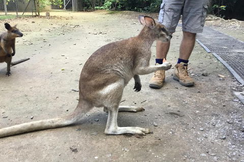 Daintree Luxury Limousine Tour - Full Day - Accommodation Cairns 10