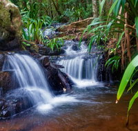 Glow Worms Private Tour - Nocturnal Rainforest Walk - Accommodation Cairns