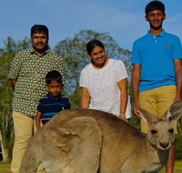 Kangaroo Watching  Koala Spotting - Private Tour - Accommodation Cairns