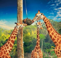 Croc Express to Australia Zoo from Gold Coast - Accommodation Cairns