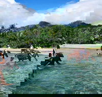 Afternoon Beach Horse Ride in Cape Tribulation - Accommodation Cairns