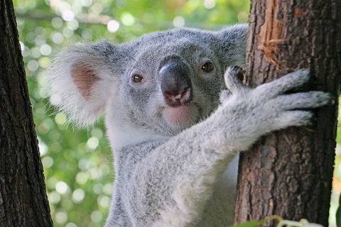 Virtual Interactive Australian Wildlife Tour With Private Guide-Wildlife Habitat - Accommodation Cairns 0
