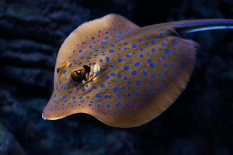 Cairns Aquarium Tour By Twilight With Drink And Appetiser - Accommodation Cairns 5