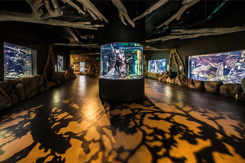 Cairns Aquarium Tour By Twilight With Drink And Appetiser - Accommodation Cairns 4