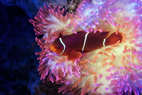 Cairns Aquarium Tour By Twilight With Drink And Appetiser - Accommodation Cairns 2