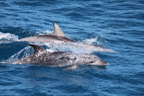 Sandy Straits Scenic & Wildlife Cruise - Accommodation Cairns 1