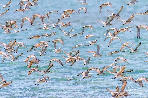Sandy Straits Scenic & Wildlife Cruise - Accommodation Cairns 4