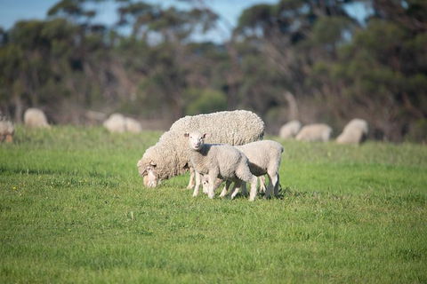 Fine Flavours - Full Day Kangaroo Island Food & Wine Tour - Accommodation Cairns 9