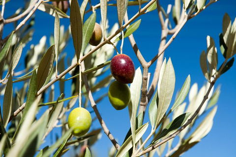 Fine Flavours - Full Day Kangaroo Island Food & Wine Tour - Accommodation Cairns 3