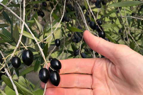 Fine Flavours - Full Day Kangaroo Island Food & Wine Tour - Accommodation Cairns 4