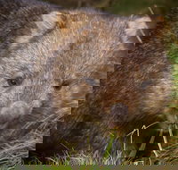 Cradle Mountain Wildlife Spotting after Dark - Accommodation Cairns