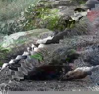 After Dark Tasmanian Devil Feeding Tour at Cradle Mountain - Accommodation Cairns