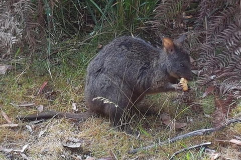Cruise Ship Excursion: NW Tassie Coastal Explorer - Accommodation Cairns 5