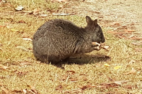 Cruise Ship Excursion: NW Tassie Coastal Explorer - Accommodation Cairns 4
