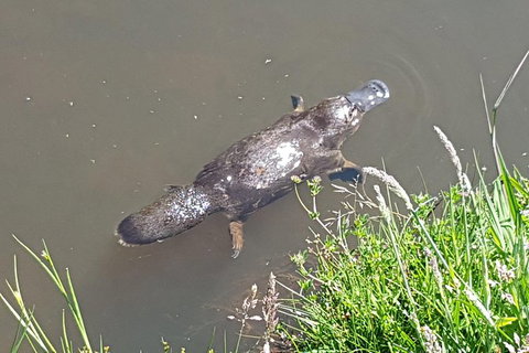 Cruise Ship Excursion: NW Tassie Coastal Explorer - Accommodation Cairns 0