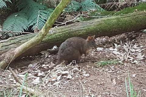 Cruise Ship Excursion: NW Tassie Coastal Explorer - Accommodation Cairns 1