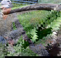 1-Hour Tasmanian Devil Feeding Day Tour at Cradle Mountain - Accommodation Cairns