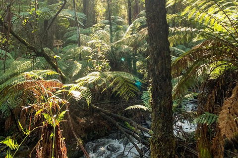 Hiking Tour To Aqueduct And Warburton Valley Lookout - Accommodation Cairns 3