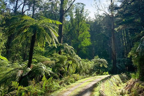 Hiking Tour To Aqueduct And Warburton Valley Lookout - Accommodation Cairns 1