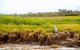Darwin City Sights And Jumping Crocodile Cruise - thumb 5
