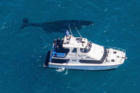 Humpback Whale Safari - Accommodation Cairns 2