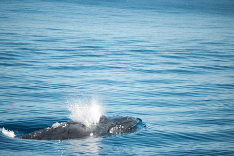 Humpback Whale Safari - Accommodation Cairns 4