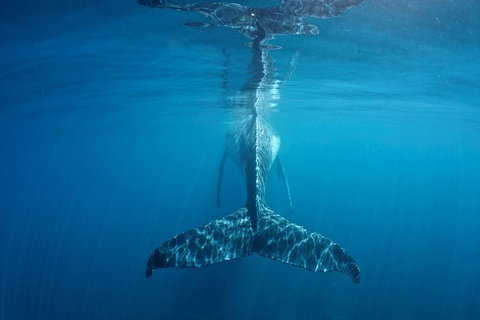 Humpback Whale Safari - Accommodation Cairns 5