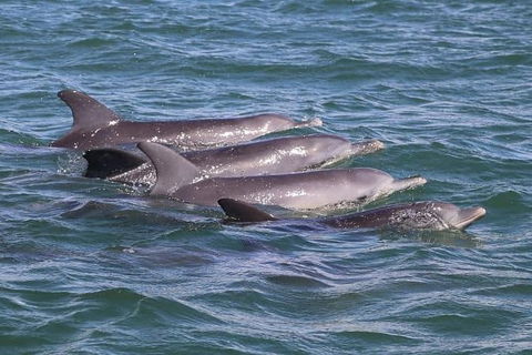 Romance Cruise + Scenic Tour + Beer Tasting + 3 Course Lunch + Hamper - Accommodation Cairns 7