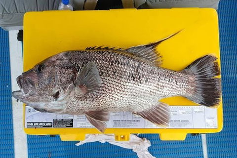 Abrolhos Islands Fishing Charter - Accommodation Cairns 2