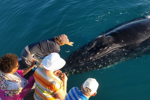 AOC Broome Whale Watching - Accommodation Cairns 0