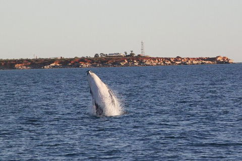 AOC Broome Whale Watching - Accommodation Cairns 2