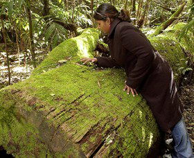 Bald Nob NSW Accommodation Cairns