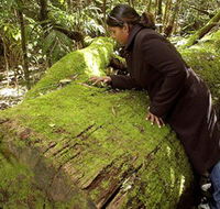 Washpool National Park - Washpool Walk - Accommodation Cairns