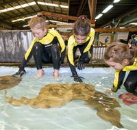 Australian Shark and Ray Centre - Accommodation Cairns