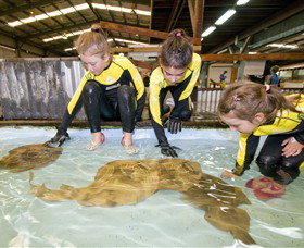 Australian Shark And Ray Centre - Accommodation Cairns 0