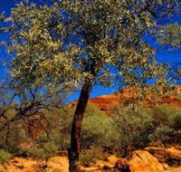 Mt Romance Australia Pty Ltd - Accommodation Cairns