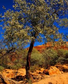 Mt Romance Australia Pty Ltd - Accommodation Cairns 0