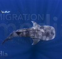 Migration Media - Accommodation Cairns
