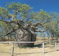 Boab Prison Tree - Accommodation Cairns