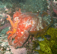 Jervis Bay Dive Charters