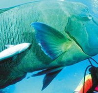 Aristocat Snorkel and Scuba Port Douglas - Accommodation Cairns