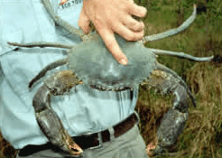 Whitsunday Crocodile Safari - Accommodation Cairns