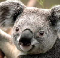 Wildlife Habitat - Accommodation Cairns