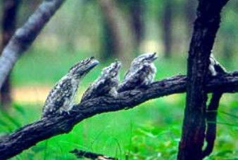 Amber QLD Accommodation Cairns