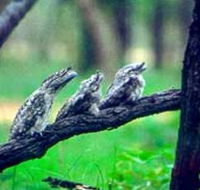 Undara Experience - Accommodation Cairns