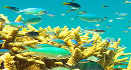 Reef Jet Cruises - Accommodation Cairns 4