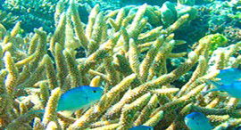 Reef Jet Cruises - Accommodation Cairns 5