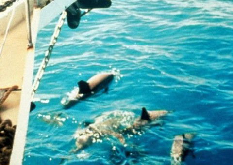 A Whitsunday Luxury Sailing Holiday - Accommodation Cairns 5