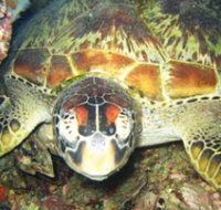 Adrenalin Snorkel and Dive - Accommodation Cairns