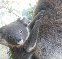West Oz Wildlife Petting Zoos - Accommodation Cairns